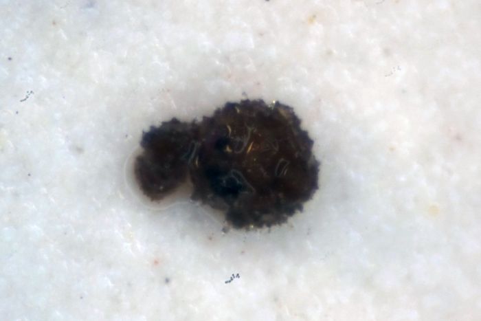 Fungus Pellet 6 Fungus Pellet 6