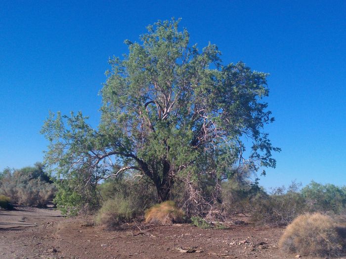 Ironwood Tree