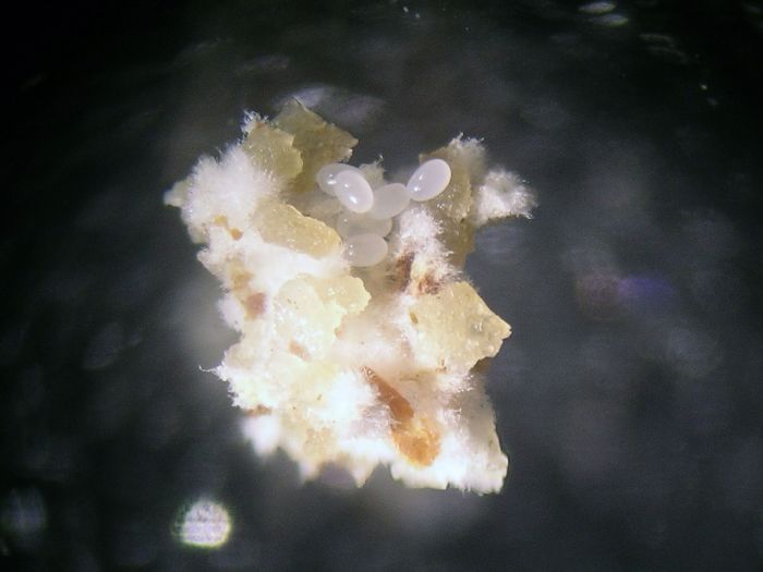 Acromyrmex versicolor fungus with eggs