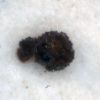 Fungus Pellet 6