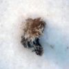 Fungus Pellet 4