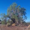 Ironwood Tree