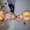 female 02