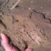 Acromyrmex versicolor queens digging founding chambers In A dirt clod   Joshua Tree National Park 8 4 2014