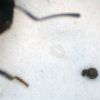 Fungus Pellet 5