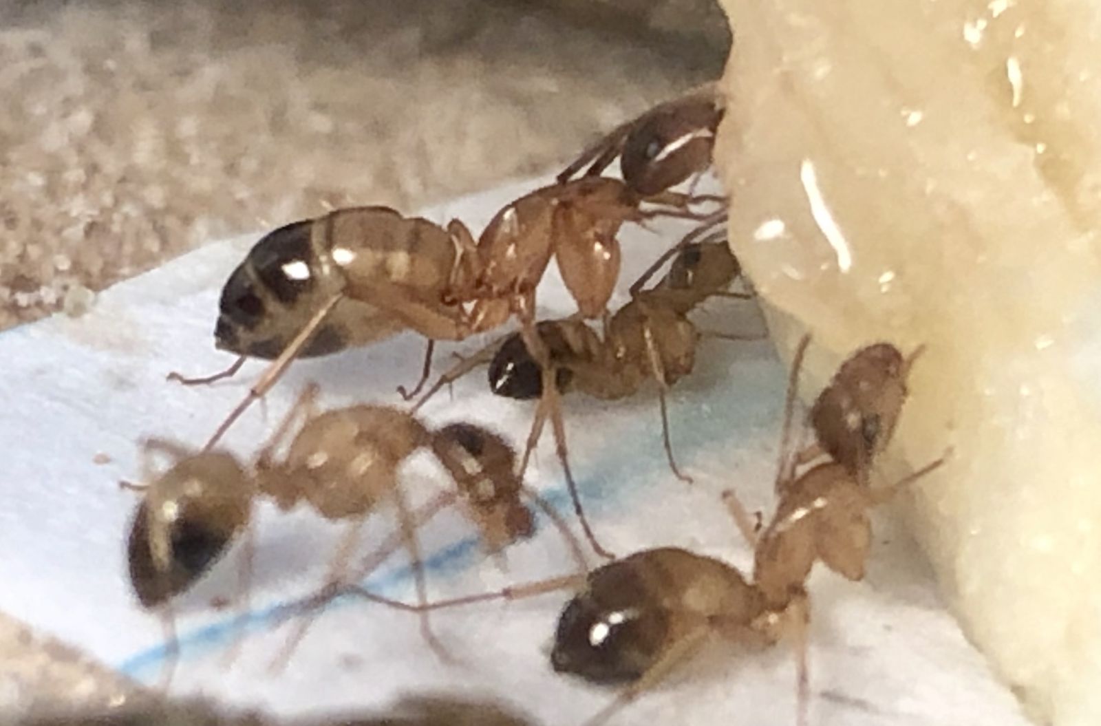 C. sansabeanus workers feeding