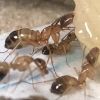 C. sansabeanus workers feeding