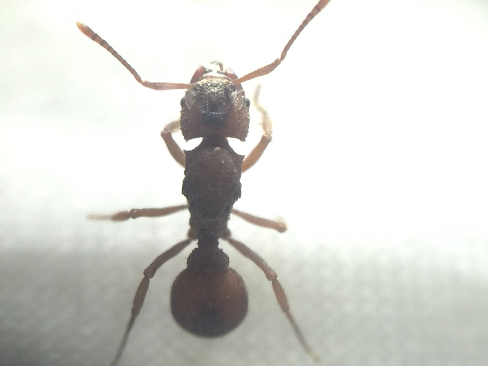 Trachymyrmex