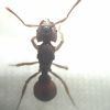 Trachymyrmex