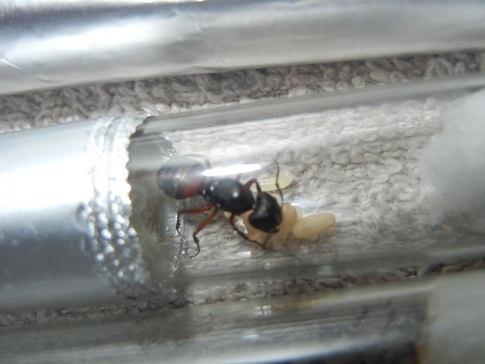 Camponotus