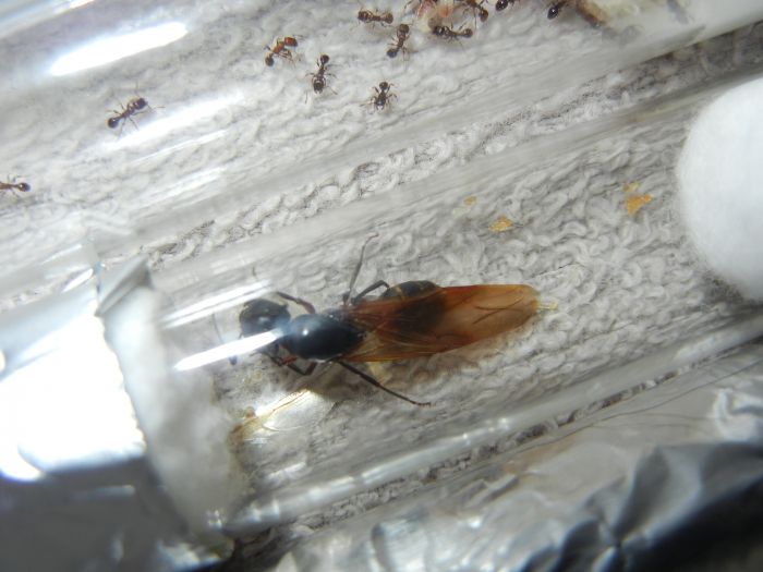 Camponotus