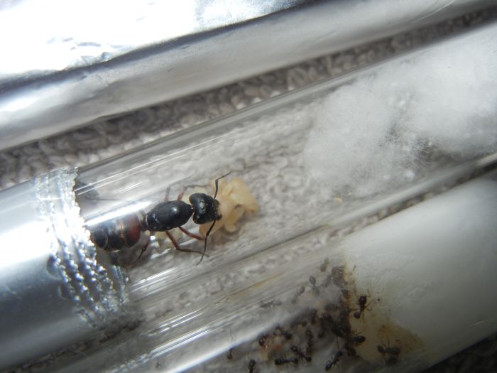 Camponotus