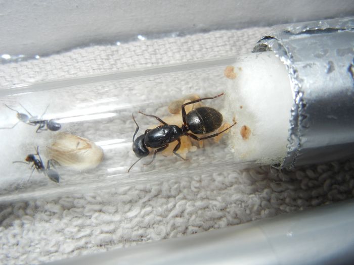 Camponotus