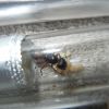 Camponotus