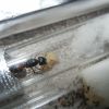 Camponotus