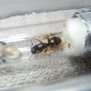 Camponotus