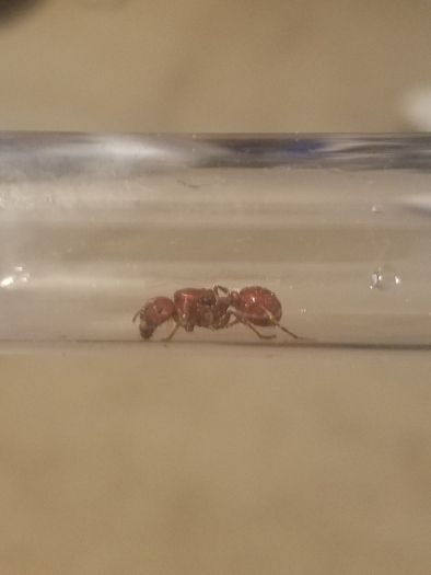 Queen (looking of an ID)