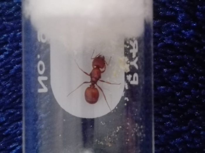 Pheidole?