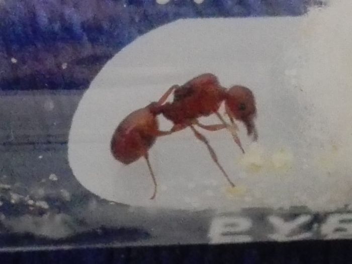 Pheidole?