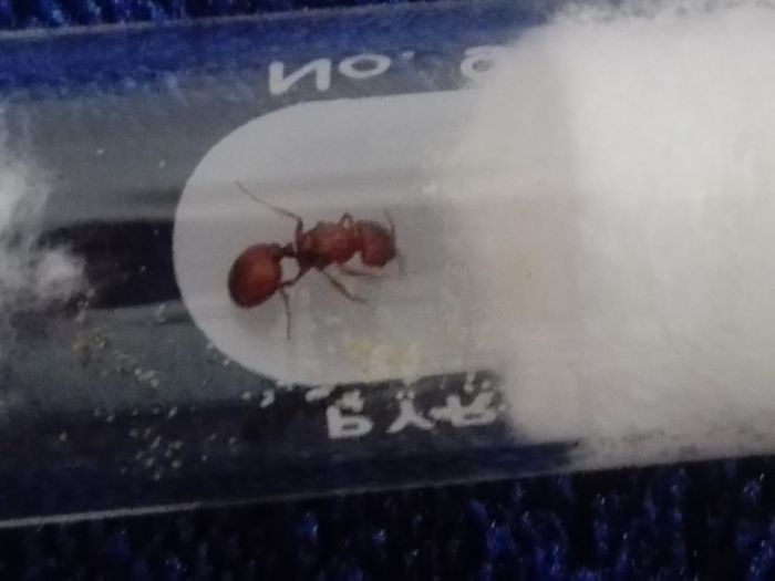 Pheidole?