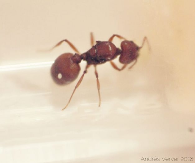 Pheidole?