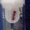 Pheidole?