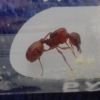 Pheidole?