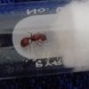 Pheidole?