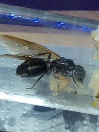 Winged Camponotus Pennsylvanicus Queen