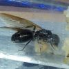 Winged Camponotus Pennsylvanicus Queen