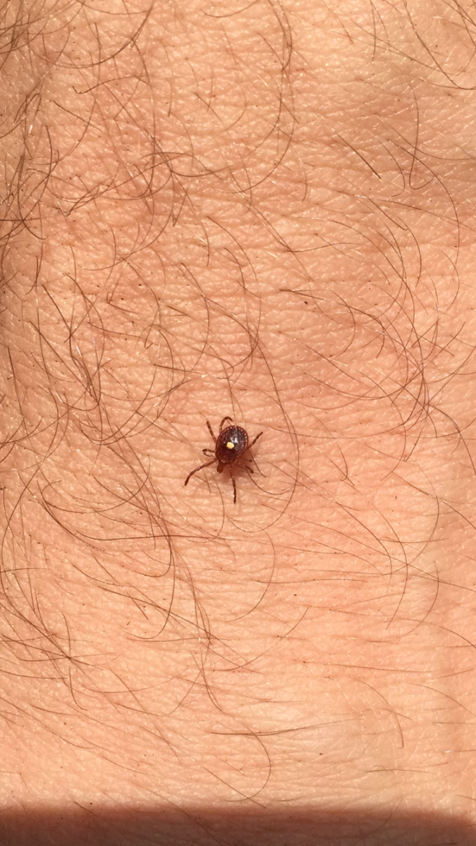 Lone Star Tick