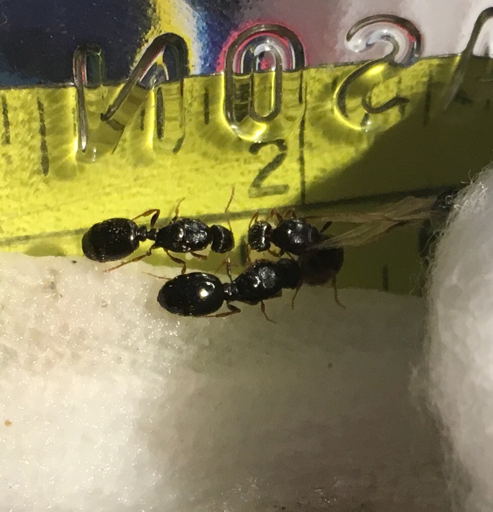 Ants 2, 3 and 4