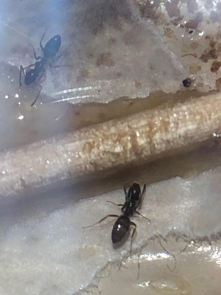 Ant Id Ant Id
