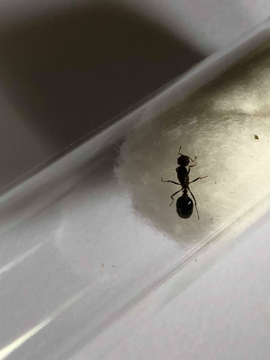 Tetramorium sp. Tetramorium sp.
