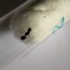Tetramorium sp.