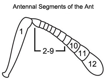 Antennal Segments of the Ant