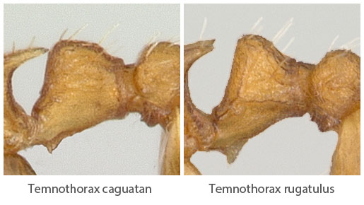 Temnothorax caguatan Vs Temnothorax rugatulus