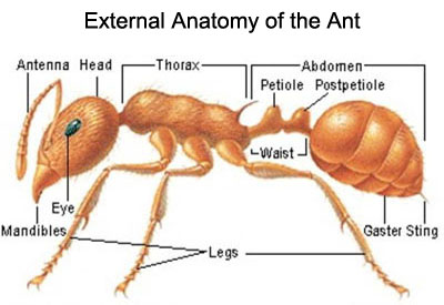 External Anatomy of the Ant