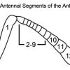 Antennal Segments of the Ant