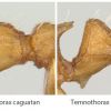 Temnothorax caguatan Vs Temnothorax rugatulus