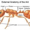 External Anatomy of the Ant