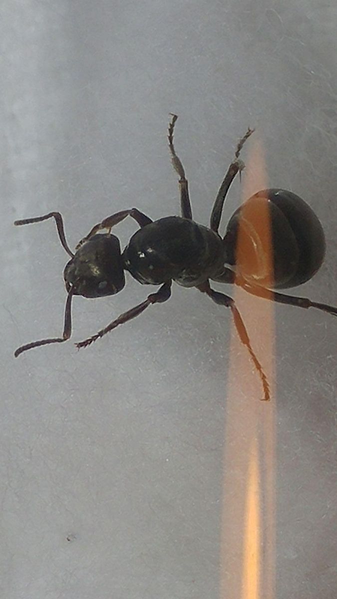 Ant ID required