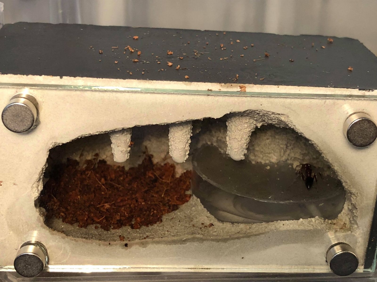 Formicarium with substrate