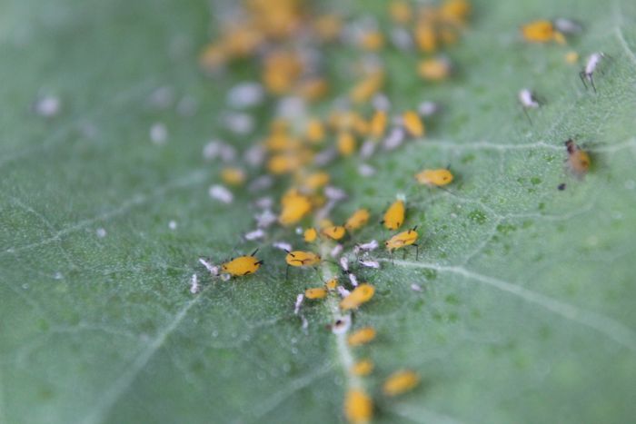 Oleander Aphids