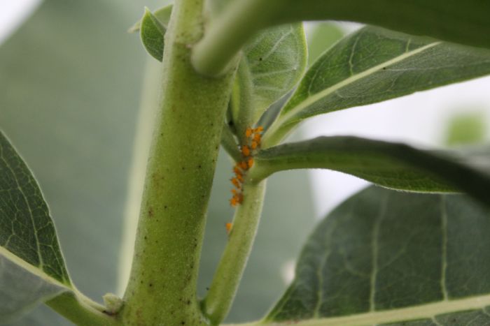 Oleander Aphids