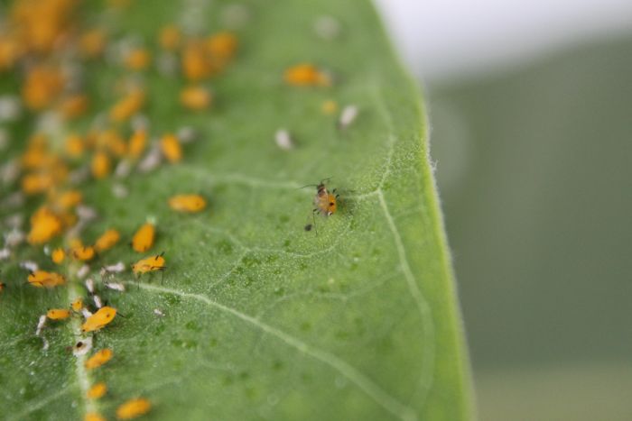 Oleander Aphids