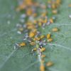 Oleander Aphids