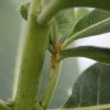 Oleander Aphids