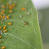 Oleander Aphids