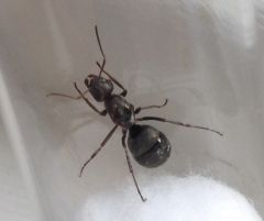 Ott 26July2018 03 crop Ott 26July2018 03 crop